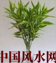 长沙十二生肖养什么植物最旺财运？你知道吗！